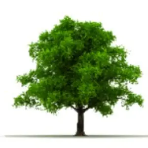 Arbor Capital